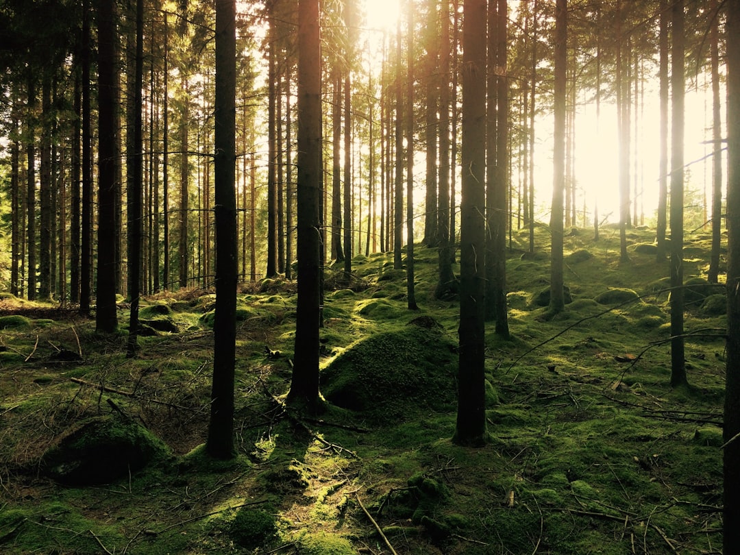 Photo Trees, Forest