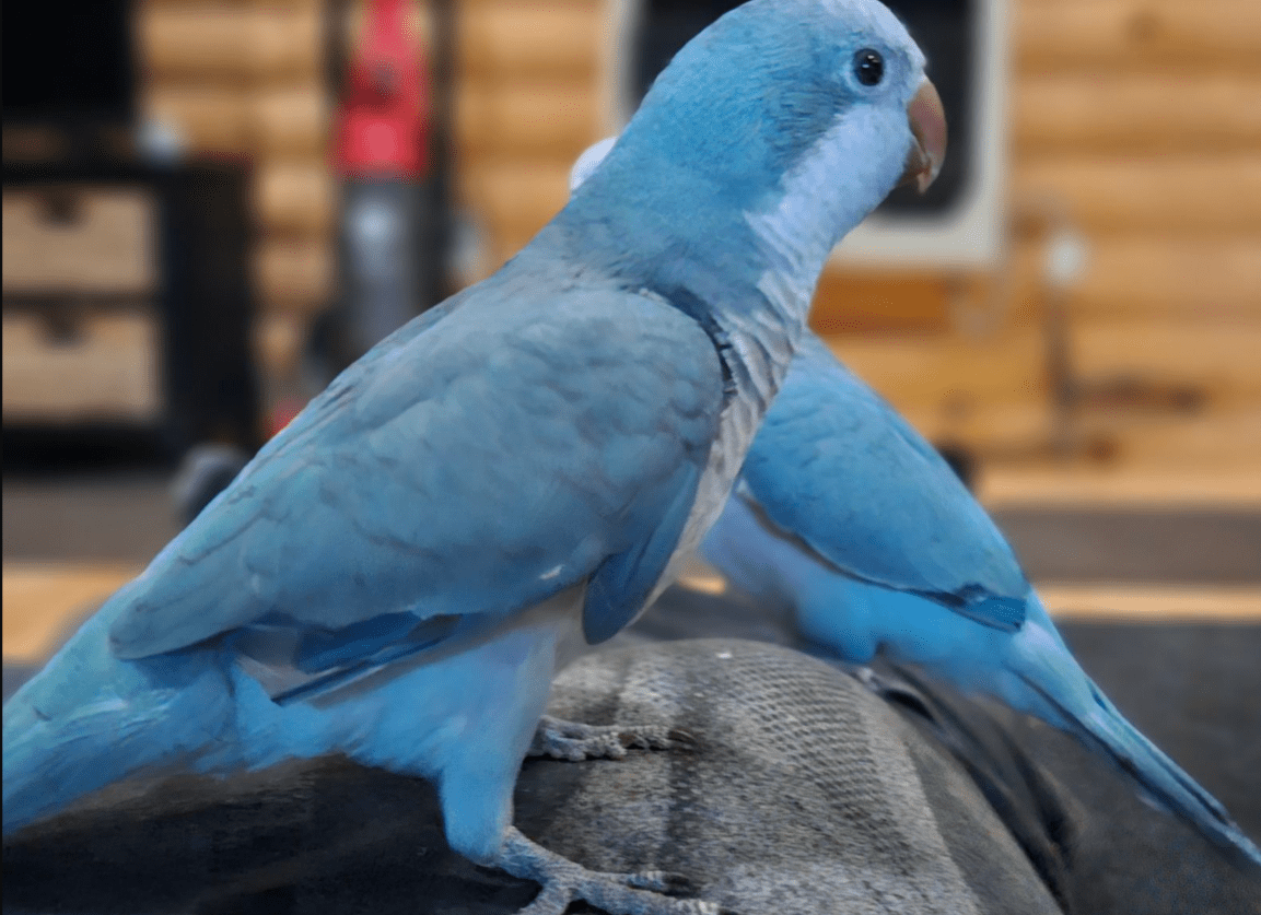 Complete Guide to Blue Quaker Parrots: All You Need to Know